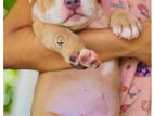 American Bully Xl Puppies