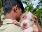 American Bully XL Puppies