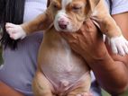 American Bully XL Puppies