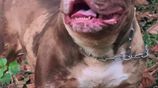 American Bully XL Puppies