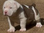 American Bully XL Puppies