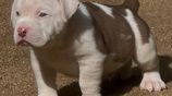 American Bully XL Puppies