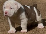 American Bully XL Puppies