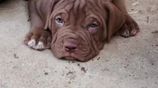 American Bully XL Puppies