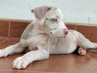 American Bully XL puppies