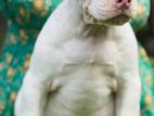 American Bully XL Puppies
