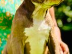 American Bully XL Puppies