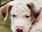 American Bully XL Puppies