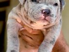 American Bully XL Puppies