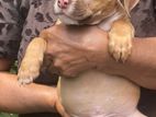 American Bully XL Puppies