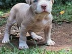 American Bully XL Puppies Puppy