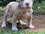 American Bully XL Puppies Puppy