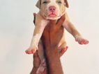 American Bully XL Puppies Puppy