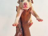 American Bully XL Puppies Puppy