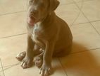 American Bully XL Puppy