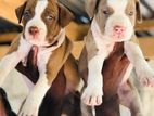American Bully Xl Puppy