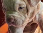 American Bully XL Puppy
