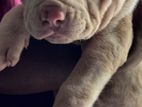 American Bully XL Puppy