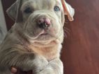 American bully XL puppy
