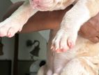 American bully XL puppy