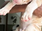 American bully XL puppy