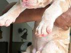 American bully XL puppy