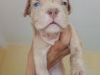 American Bully Xl Puppy