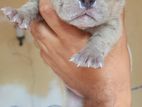 American Bully Xl Puppy