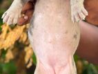 American Bully XL Puppy