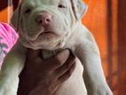 American Bully XL Puppy