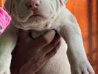 American Bully XL Puppy