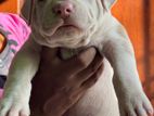 American Bully Xl Puppy
