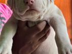 American Bully Xl Puppy