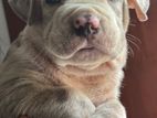 AMERICAN BULLY XL PUPPY