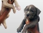American Bully xl Puppy