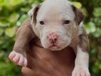 American Bully Xl Puppy