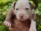 American Bully Xl Puppy