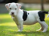 American Bully XL Puppy