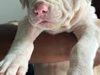 American bully Xl puppy