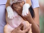 American Bully Xl Puppy