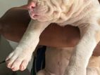 AMERICAN BULLY XL PUPPY