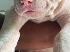 American bully XL puppy