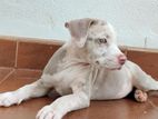 American Bully XL puppy