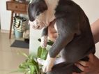 American Bully XL Puppy