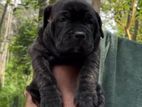 American Bully Xl Puppy