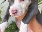 American Bully XL Puppy