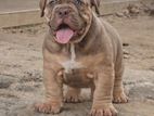 American Bully XL Puppy