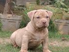 American Bully XL Puppy