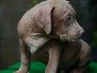 American Bully XL Size