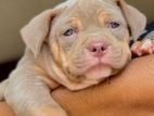 American Bully XL TRI Puppies